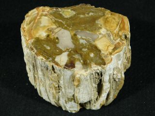 A Polished 225 Million Year Old Petrified Wood Fossil From Madagascar 284gr 3