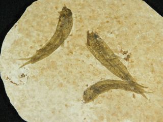 Three Small Restored 53 Million Year Old Knightia Fish Fossils Wyoming 80.  6gr