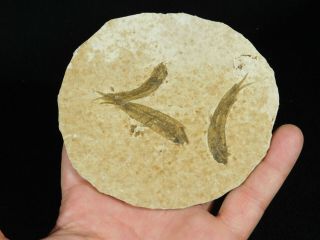 THREE Small Restored 53 Million Year Old Knightia Fish Fossils Wyoming 80.  6gr 2