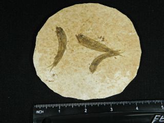 THREE Small Restored 53 Million Year Old Knightia Fish Fossils Wyoming 80.  6gr 3
