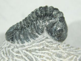 A Small 100 Natural Gerastos Granulosus Trilobite Fossil From Morocco 67.  1gr