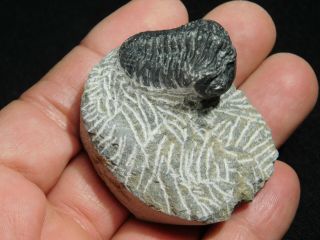 A Small 100 NATURAL Gerastos Granulosus Trilobite Fossil From Morocco 67.  1gr 3
