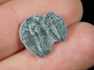 TWO Small Entwined 500 Million Year Old Elrathia Trilobite Fossils Utah 4.  31 2