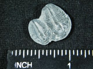 TWO Small Entwined 500 Million Year Old Elrathia Trilobite Fossils Utah 4.  31 3