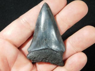 A and 100 Natural Carcharocles MEGALODON Shark Tooth Fossil 21.  6gr 2