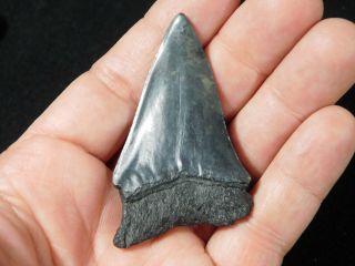 A and 100 Natural Carcharocles MEGALODON Shark Tooth Fossil 21.  6gr 3