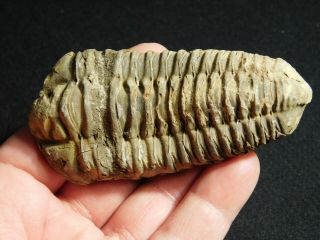 A Big Natural Flexicalymene sp.  Trilobite Fossil Found in Morocco 121gr 2