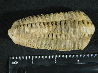 A Big Natural Flexicalymene sp.  Trilobite Fossil Found in Morocco 121gr 3