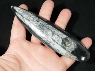 A Larger Polished 400 Million Year Old ORTHOCERAS Fossil From Morocco 127gr 2