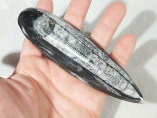 A Larger Polished 400 Million Year Old ORTHOCERAS Fossil From Morocco 127gr 3