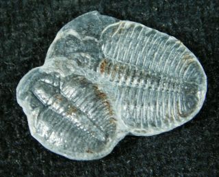 Two Small Entwined 500 Million Year Old Elrathia Trilobite Fossils Utah 5.  43