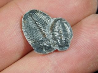 TWO Small Entwined 500 Million Year Old Elrathia Trilobite Fossils Utah 5.  43 3