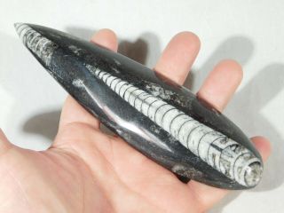 A Larger Polished 400 Million Year Old ORTHOCERAS Fossil From Morocco 166gr 2