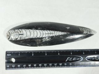 A Larger Polished 400 Million Year Old ORTHOCERAS Fossil From Morocco 166gr 3