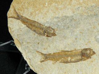 Two 100 Natural 50 Million Year Old Knightia Fish Fossils From Wyoming 90.  5gr