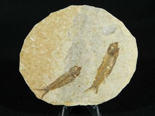 TWO 100 Natural 50 Million Year Old Knightia Fish Fossils From Wyoming 90.  5gr 2