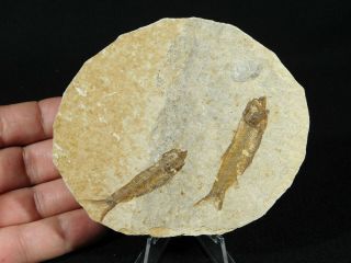 TWO 100 Natural 50 Million Year Old Knightia Fish Fossils From Wyoming 90.  5gr 3