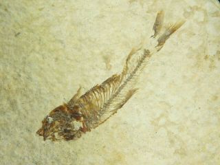 A Small 100 Natural 53 Million Year Old Knightia Fish Fossil Wyoming 58.  9gr