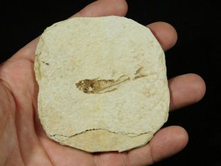 A Small 100 Natural 53 Million Year Old Knightia Fish Fossil Wyoming 58.  9gr 2