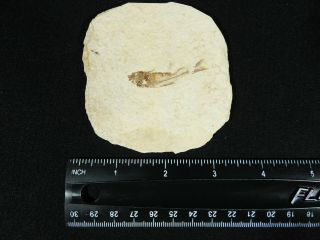 A Small 100 Natural 53 Million Year Old Knightia Fish Fossil Wyoming 58.  9gr 3