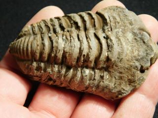 A Big Natural 400 Million Year Old Trilobite Fossil Found In Morocco 72.  3gr