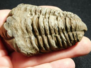A Big Natural 400 Million Year Old Trilobite Fossil Found in Morocco 72.  3gr 2