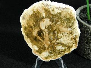 A Polished 211 Million Year OLD Petrified Wood Fossil Slab Madagascar 100gr 2