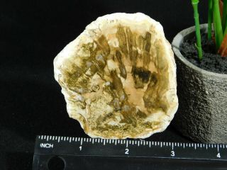 A Polished 211 Million Year OLD Petrified Wood Fossil Slab Madagascar 100gr 3