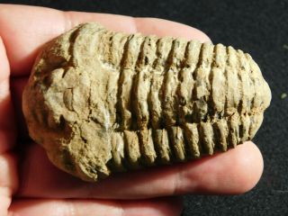 A Big Natural 400 Million Year Old Trilobite Fossil Found In Morocco 78.  9gr
