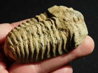 A Big Natural 400 Million Year Old Trilobite Fossil Found in Morocco 78.  9gr 2