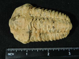 A Big Natural 400 Million Year Old Trilobite Fossil Found in Morocco 78.  9gr 3
