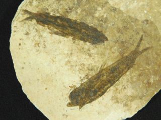Two Small Restored 53 Million Year Old Knightia Fish Fossils Wyoming 72.  2gr
