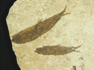 Two Small Restored 53 Million Year Old Knightia Fish Fossils Wyoming 59.  7gr