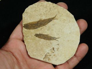 TWO Small Restored 53 Million Year Old Knightia Fish Fossils Wyoming 59.  7gr 2