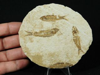 THREE 100 Natural 50 Million Year Old Knightia Fish Fossils Wyoming 105gr 3