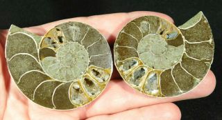 A Natural 120 Million Year Old Cut And Polished Split Ammonite Fossil 79.  7gr