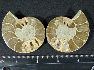 A Natural 120 Million Year Old Cut and Polished Split Ammonite Fossil 79.  7gr 2