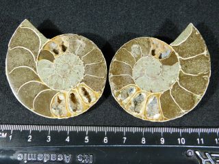 A Natural 120 Million Year Old Cut and Polished Split Ammonite Fossil 79.  7gr 3