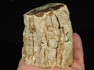 A Polished 225 Million Year Old Petrified Wood Fossil From Madagascar 251gr 2