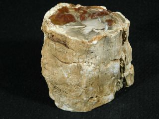 A Polished 225 Million Year Old Petrified Wood Fossil From Madagascar 251gr 3
