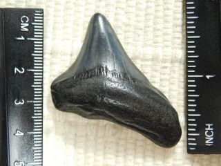 A and 100 Natural Carcharocles MEGALODON Shark Tooth Fossil 15.  0gr 2