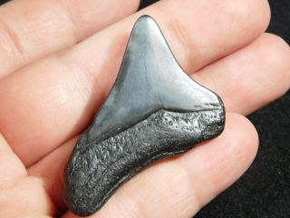 A and 100 Natural Carcharocles MEGALODON Shark Tooth Fossil 15.  0gr 3