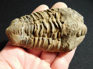 A Big Natural 400 Million Year Old Trilobite Fossil Found In Morocco 118gr