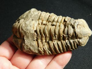 A Big Natural 400 Million Year Old Trilobite Fossil Found in Morocco 118gr 2