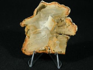 A Polished 211 Million Year OLD Petrified Wood Fossil Slab Madagascar 73.  2gr 2