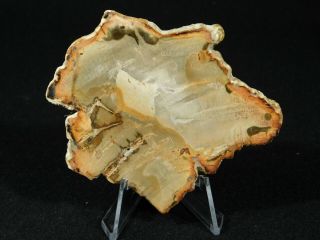 A Polished 211 Million Year OLD Petrified Wood Fossil Slab Madagascar 73.  2gr 3