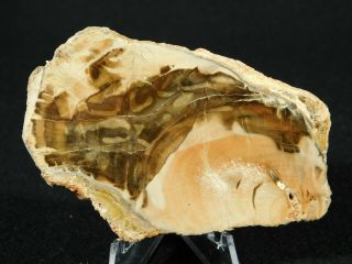 A Polished 211 Million Year OLD Petrified Wood Fossil Slab Madagascar 74.  9gr 2