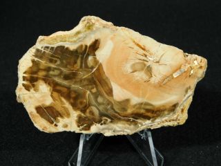A Polished 211 Million Year OLD Petrified Wood Fossil Slab Madagascar 74.  9gr 3