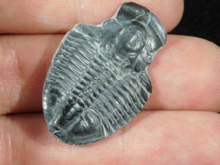 A 100 Natural 500 Million Year Old Asaphiscus Trilobite Fossil Utah 5.  67