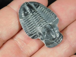A 100 Natural 500 Million Year Old Asaphiscus Trilobite Fossil Utah 5.  67 2